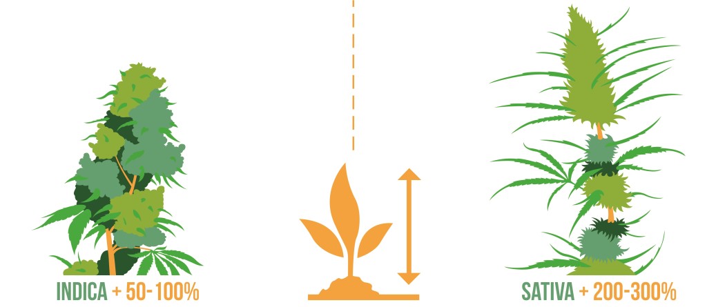 difference-height-gain-between-indica-sativa-1024x445.jpg