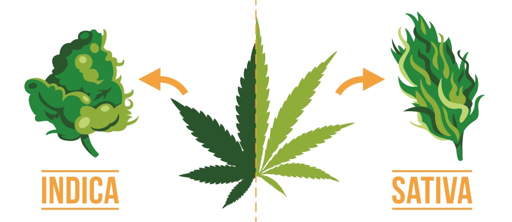 difference-physical-appearance-between-indica-sativa-1024x445.jpg