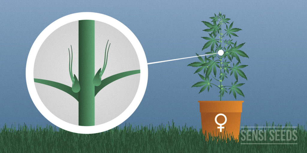 cannabis-plants-male-or-female-male-1-1024x512.jpg